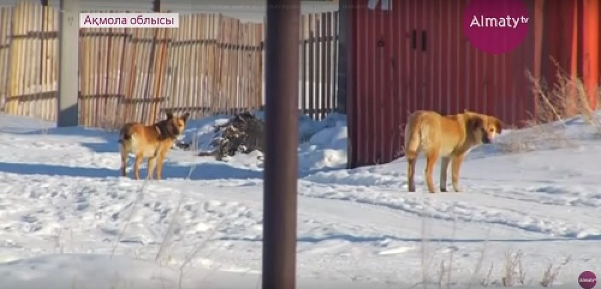 Астана маңында қаңғыбас иттер қаптап жүр