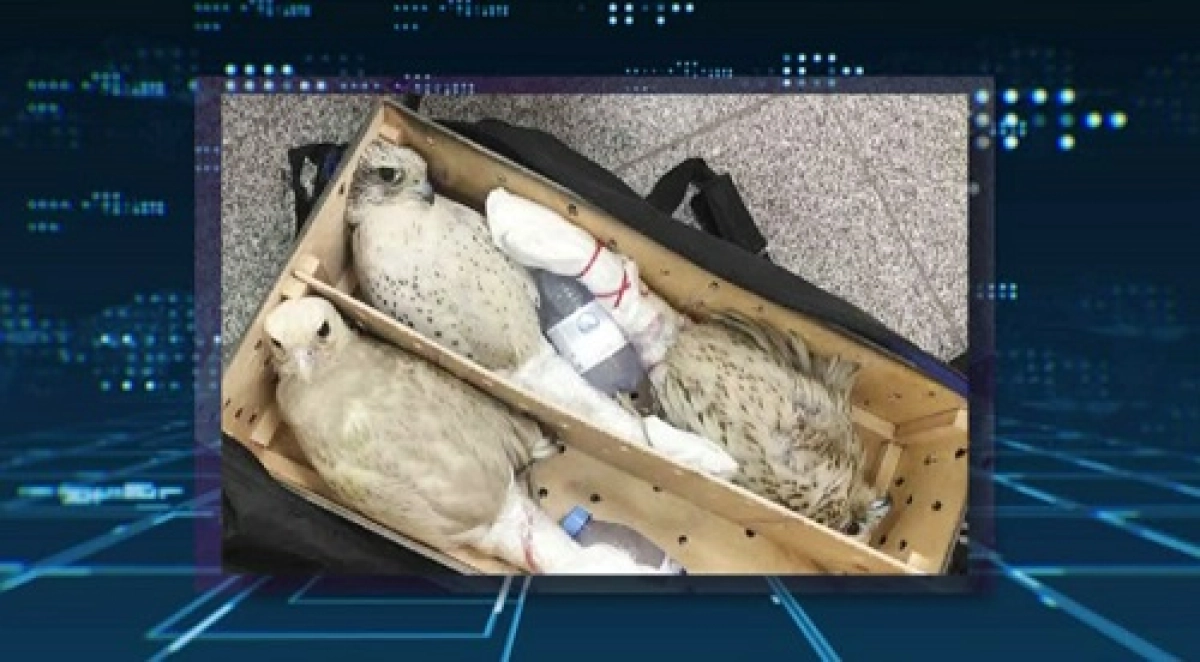 Астана әуежайында тәркіленген сұңқарлар қырылып жатыр