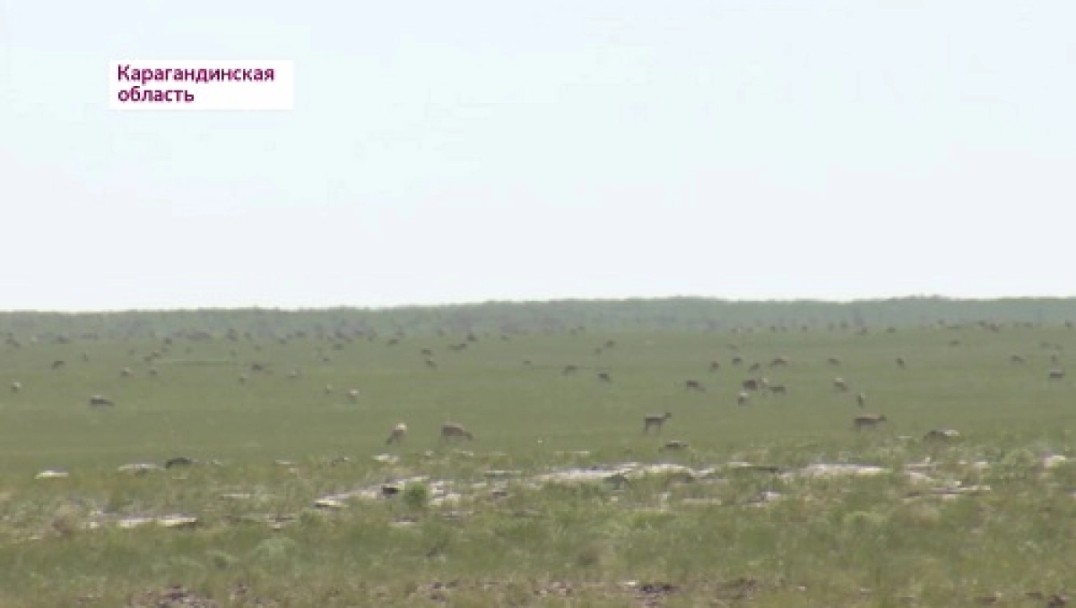  Охотинспекторы запретили иностранцам перевезти партию сайгаков в Алматинскую область 