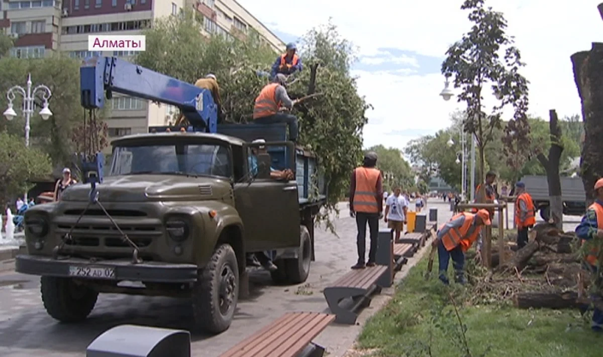 Предпринимателя накажут за незаконную вырубку деревьев на Арбате 