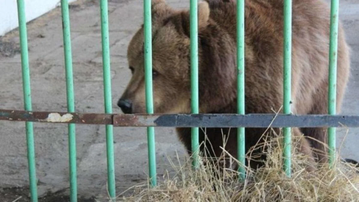 Қостанайдағы колонияда 15 жыл жазасын өтеген аю бостандыққа шықты