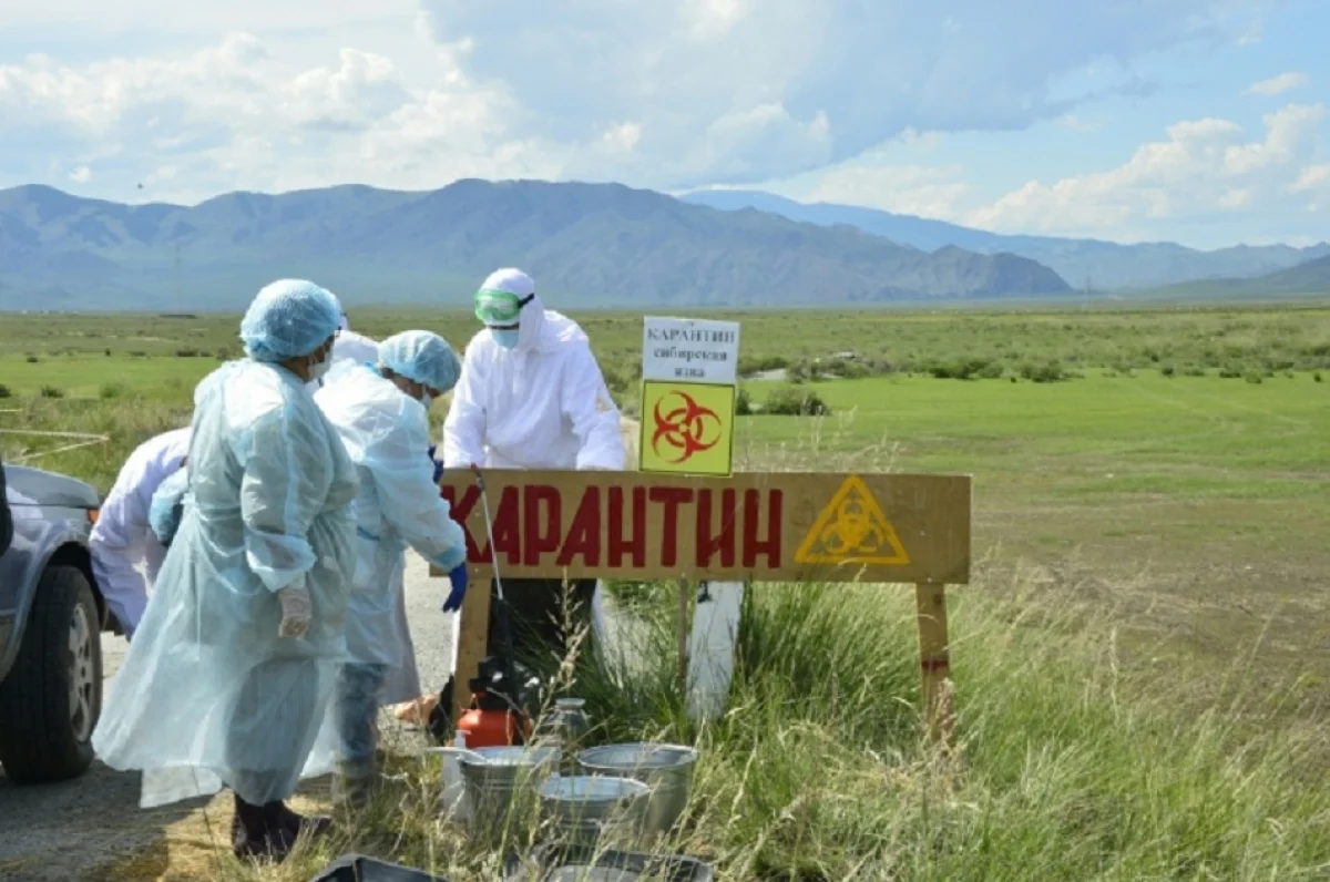 Ақмола облысында сібір жарасының қаупі сейілді