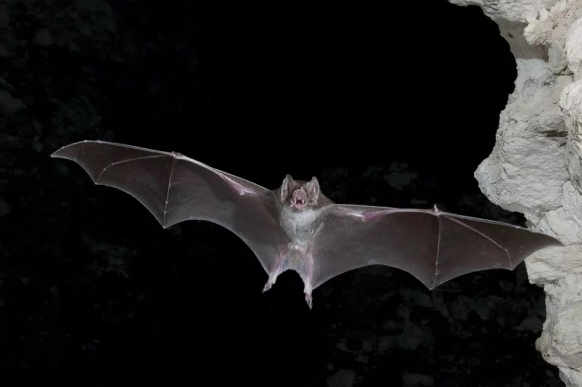 Yandex.by
Bat Animal Wallpapers - Wallpaper Cave 
