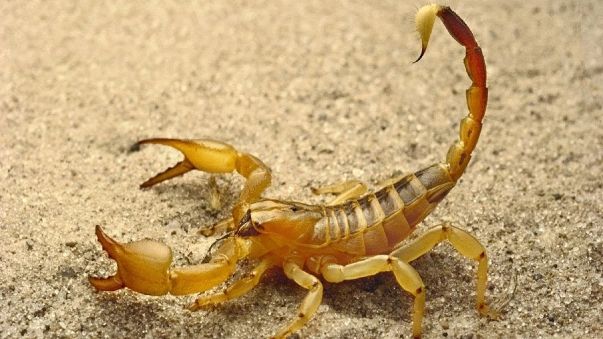 Tarantas