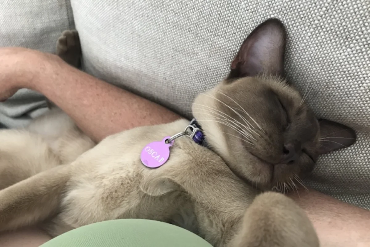 Oscar, the two-year-old Burmese recovering from his ordeal.(Supplied: Amanda Meredith)