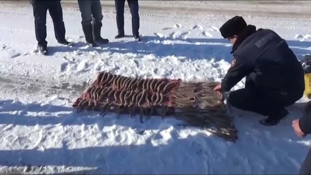 Браконьеры, охотившиеся на сайгаков, задержаны в ЗКО