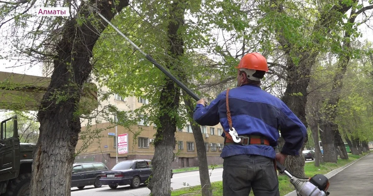 Алматыда ағаштарға санитарлық қырқу жұмыстары жүргізіліп жатыр