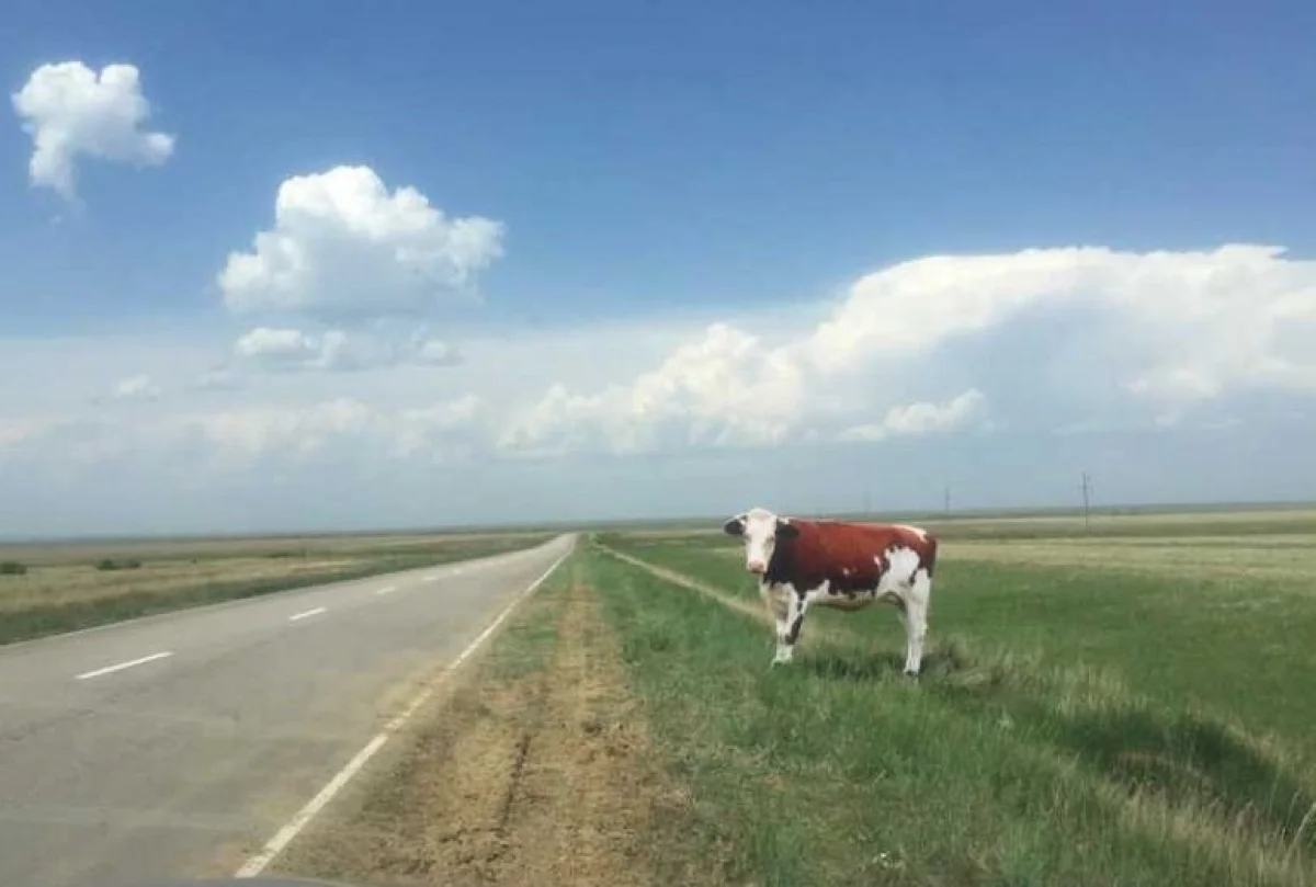 фото ДП Костанайской области