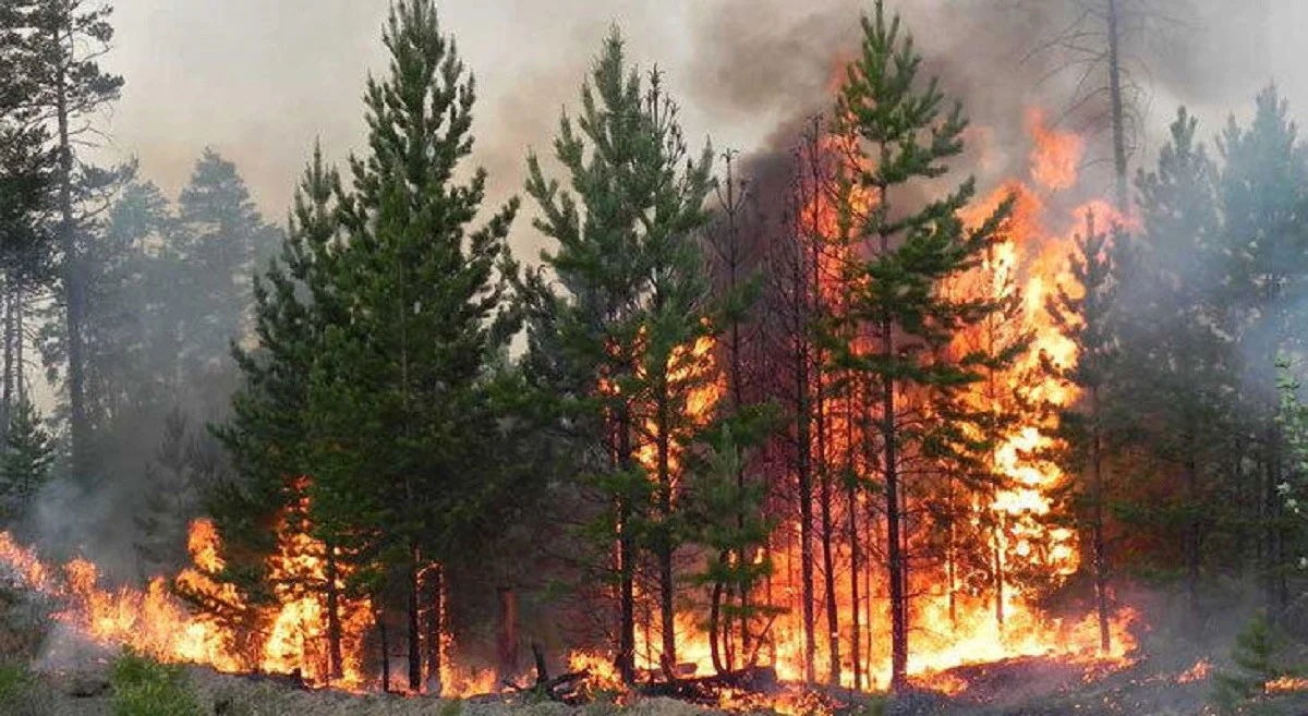 Фото: kstnews.kz Читать: https://www.kt.kz/rus/incidents/lesnoy_pozhar_proizoshel_v_kostanayskoy_oblasti_1377939093.html