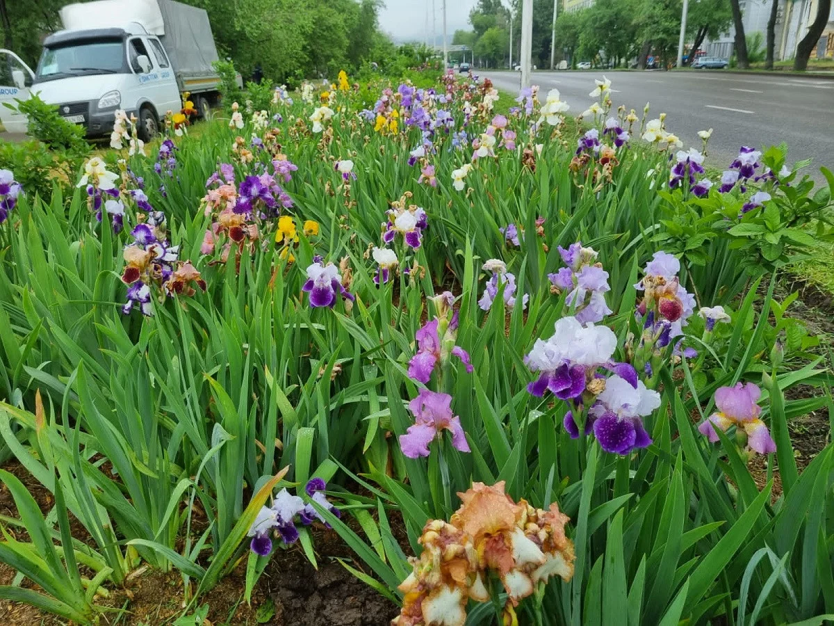 Алматы қаласы әкімдігінің баспасөз қызметі