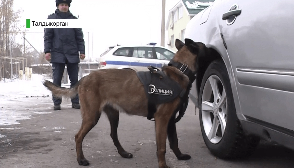  Almaty.tv. 