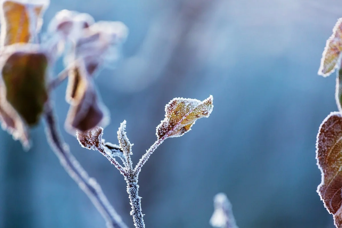 elements.envato.com