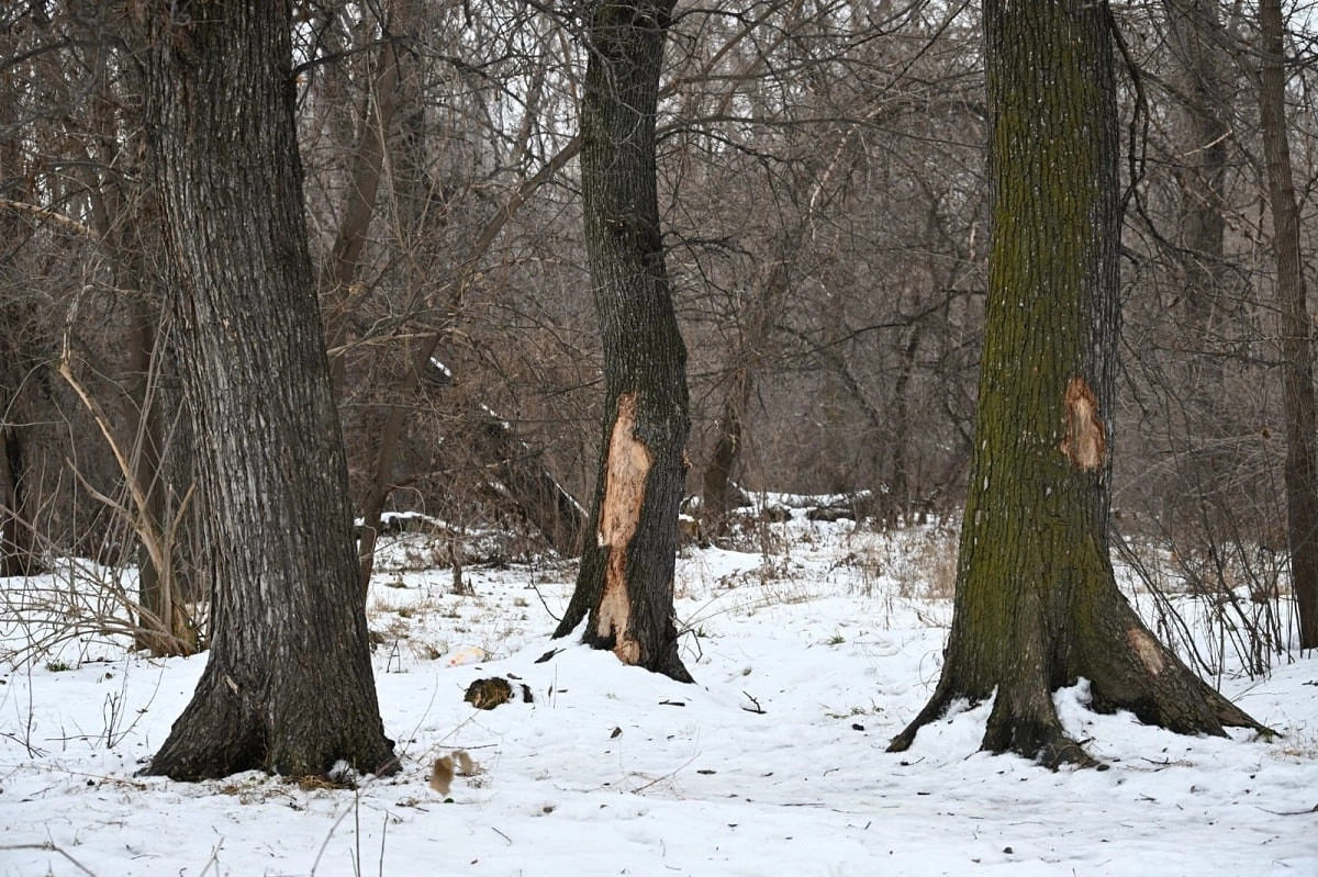 Алматы әкімдігінің баспасөз қызметі 