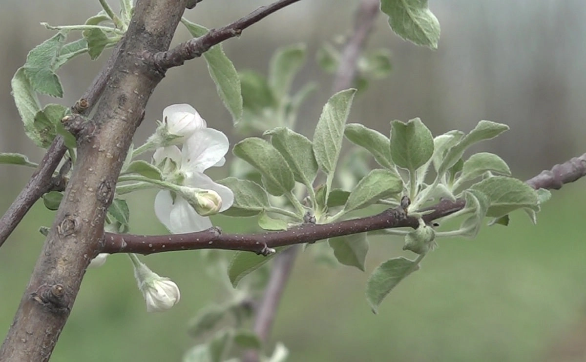 Almaty.tv
