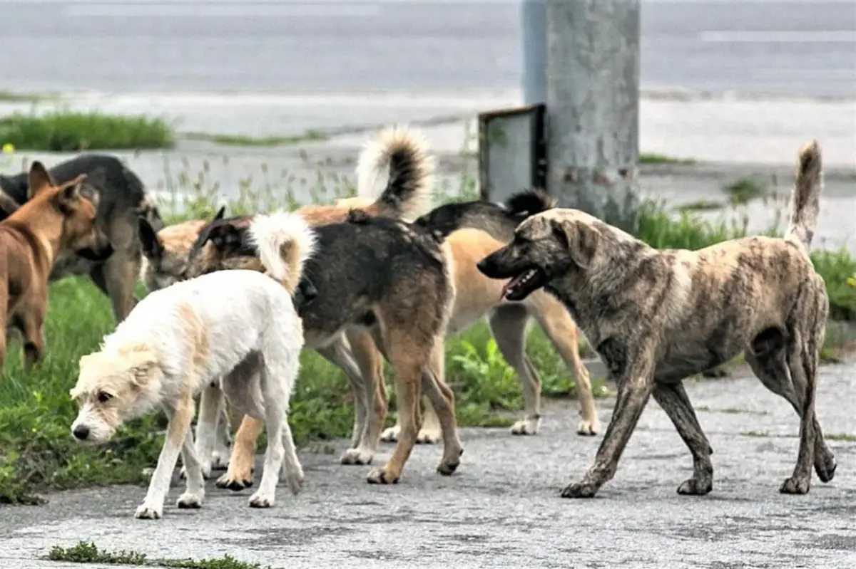 Almaty.tv