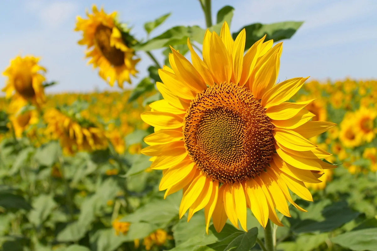 Photo by Ludmila Uleva on Unsplash