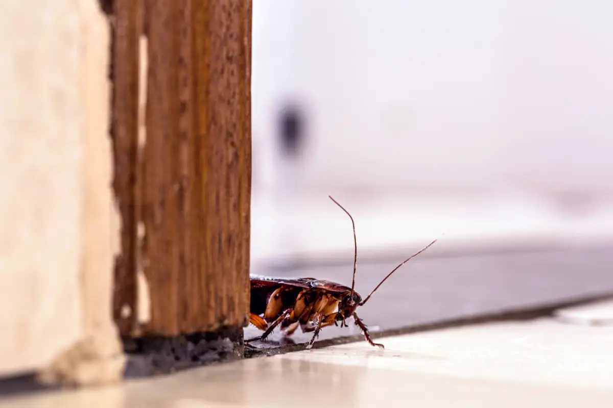 Depositphotos