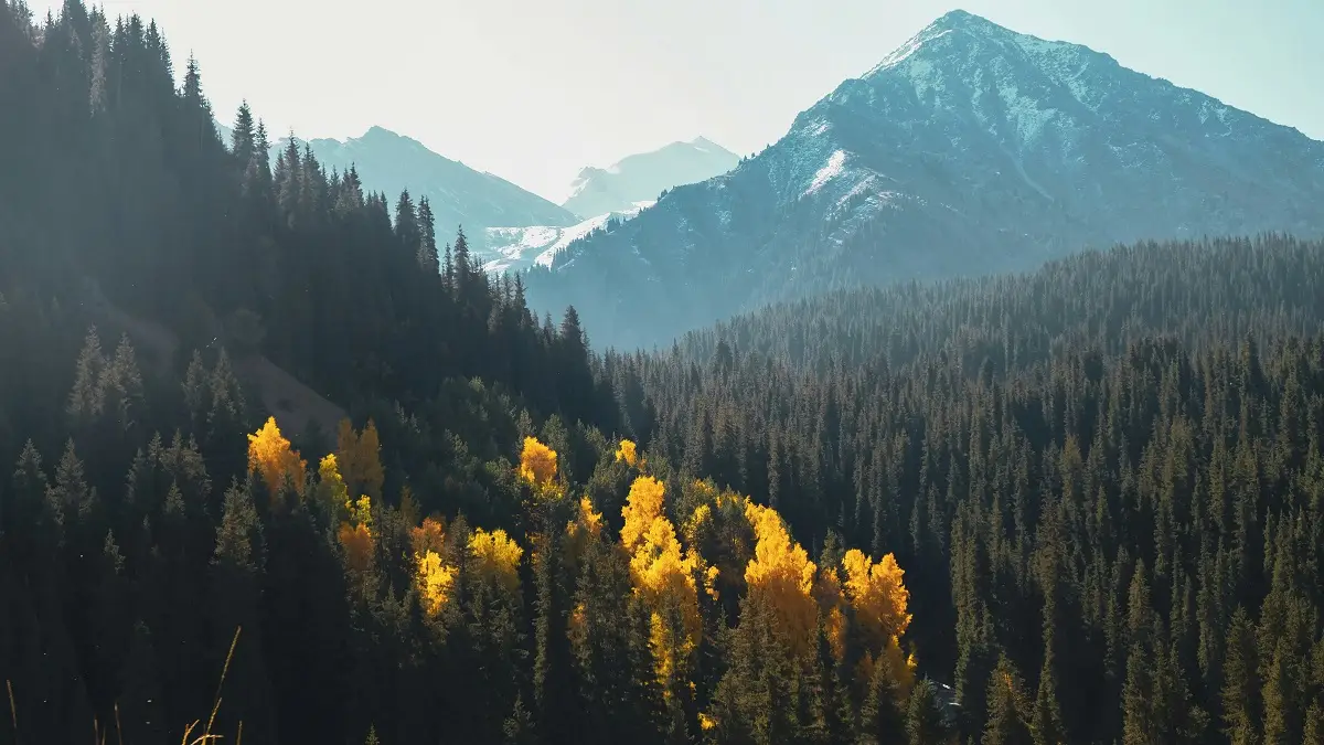 Photo by Dmitry Sumskoy on Unsplash