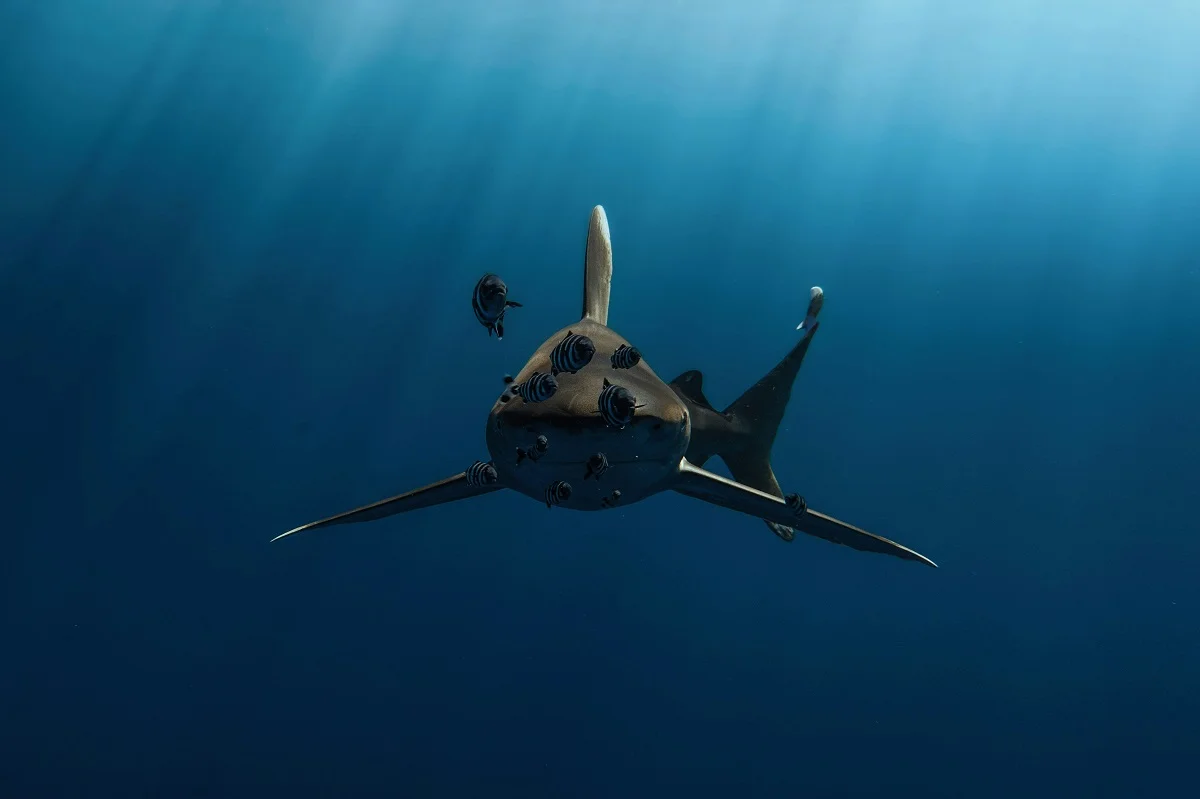 Gerald Schömbs/unsplash.com/