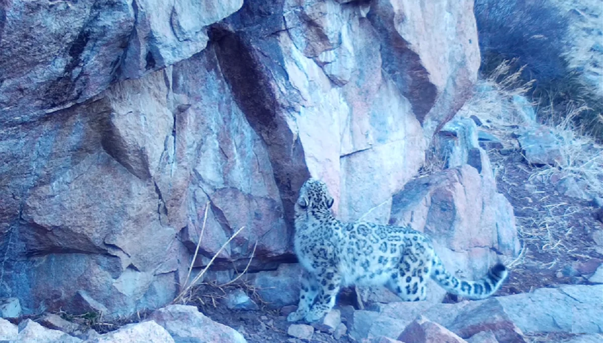 Видеодан кадр