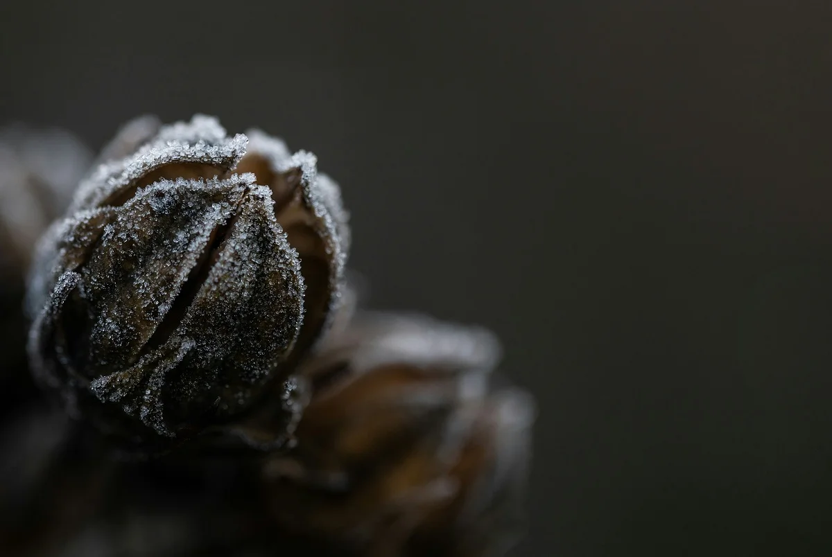 Dominik Scythe/unsplash.com/