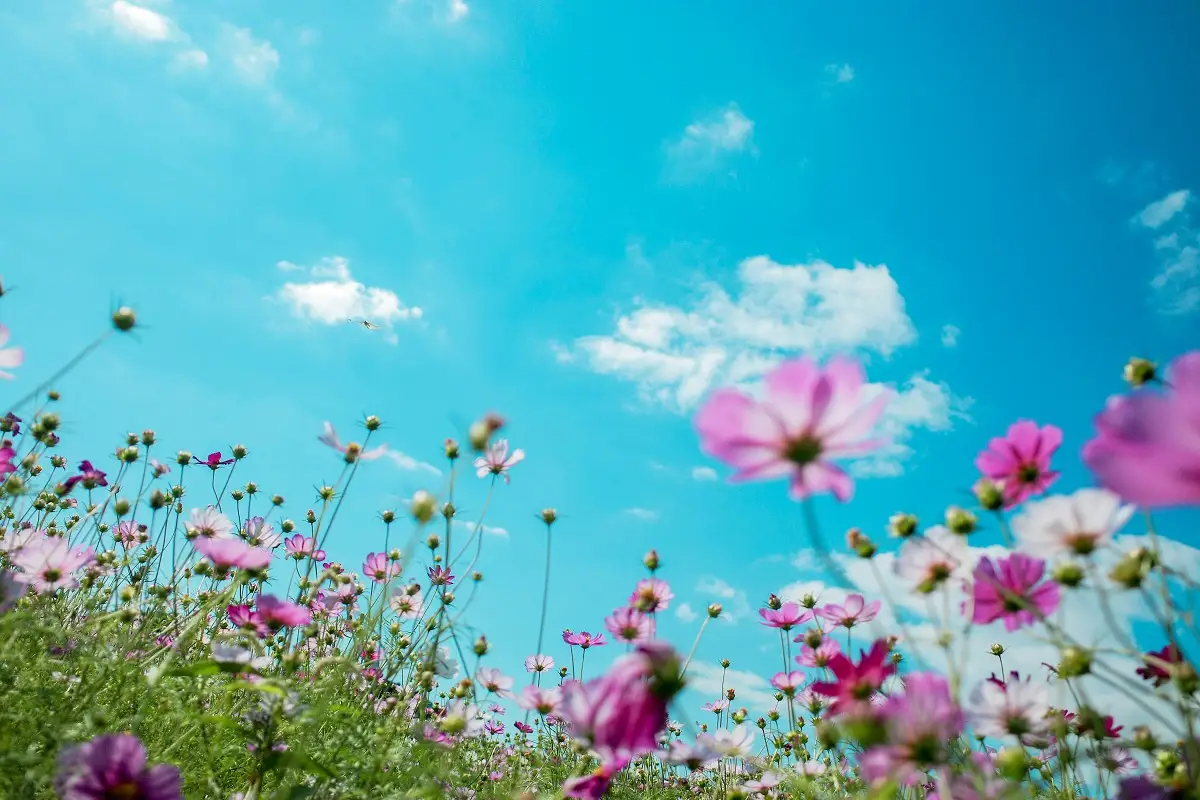 Photo by chi liu on Unsplash