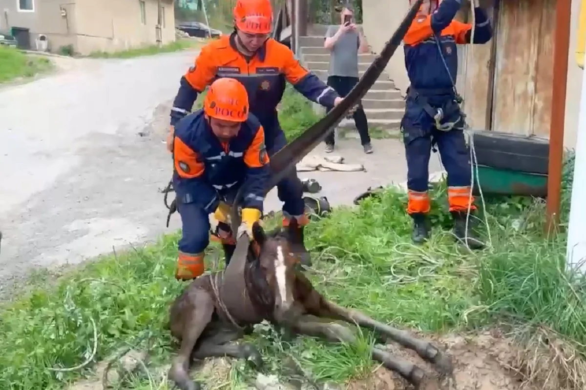 ТЖМ ресми телеграм каналы