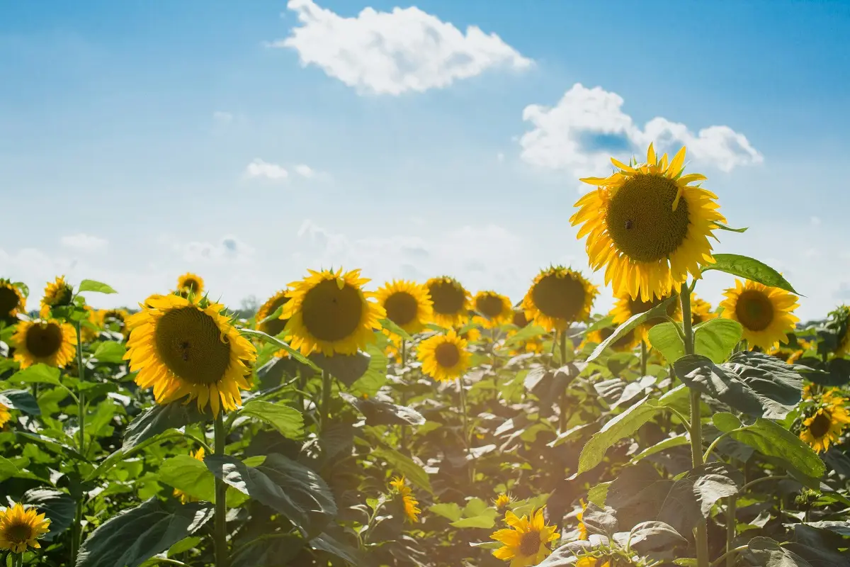 Photo by Courtney Cook on Unsplash
