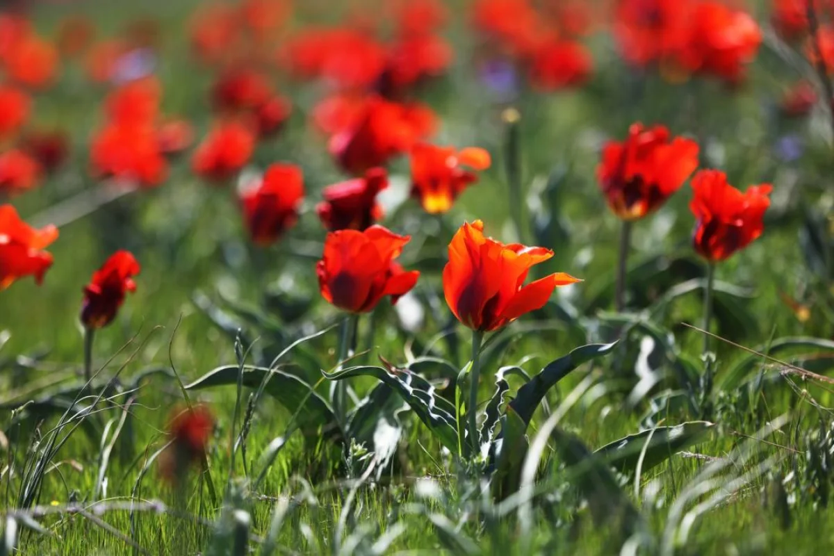 Жамбыл облыстық әкімдігінің баспасөз қызметі