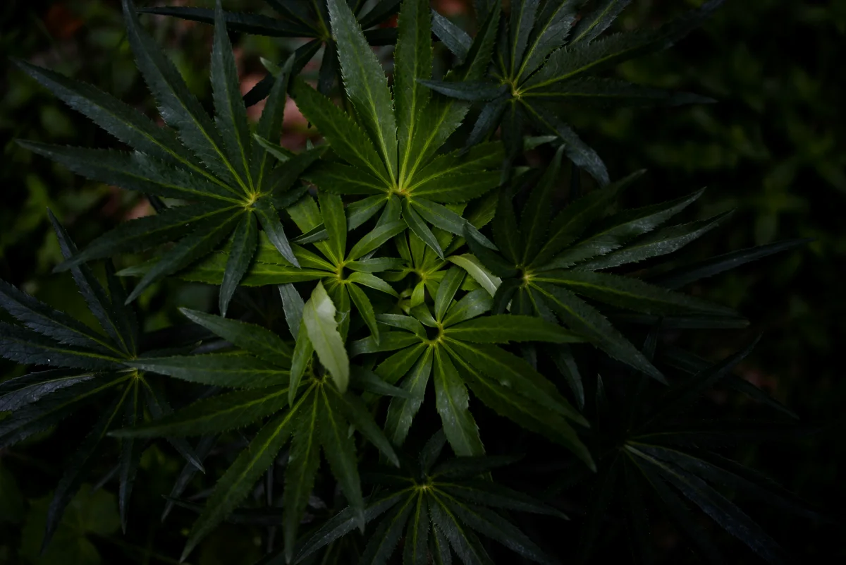 Stefano Zocca/unsplash.com