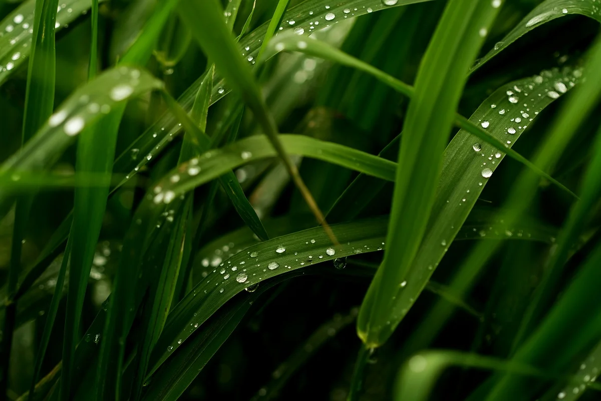 Photo by Cody Chan on Unsplash