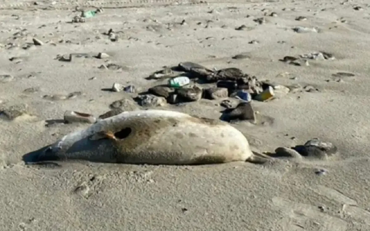 Маңғыстау балық шаруашылығы инспекциясы