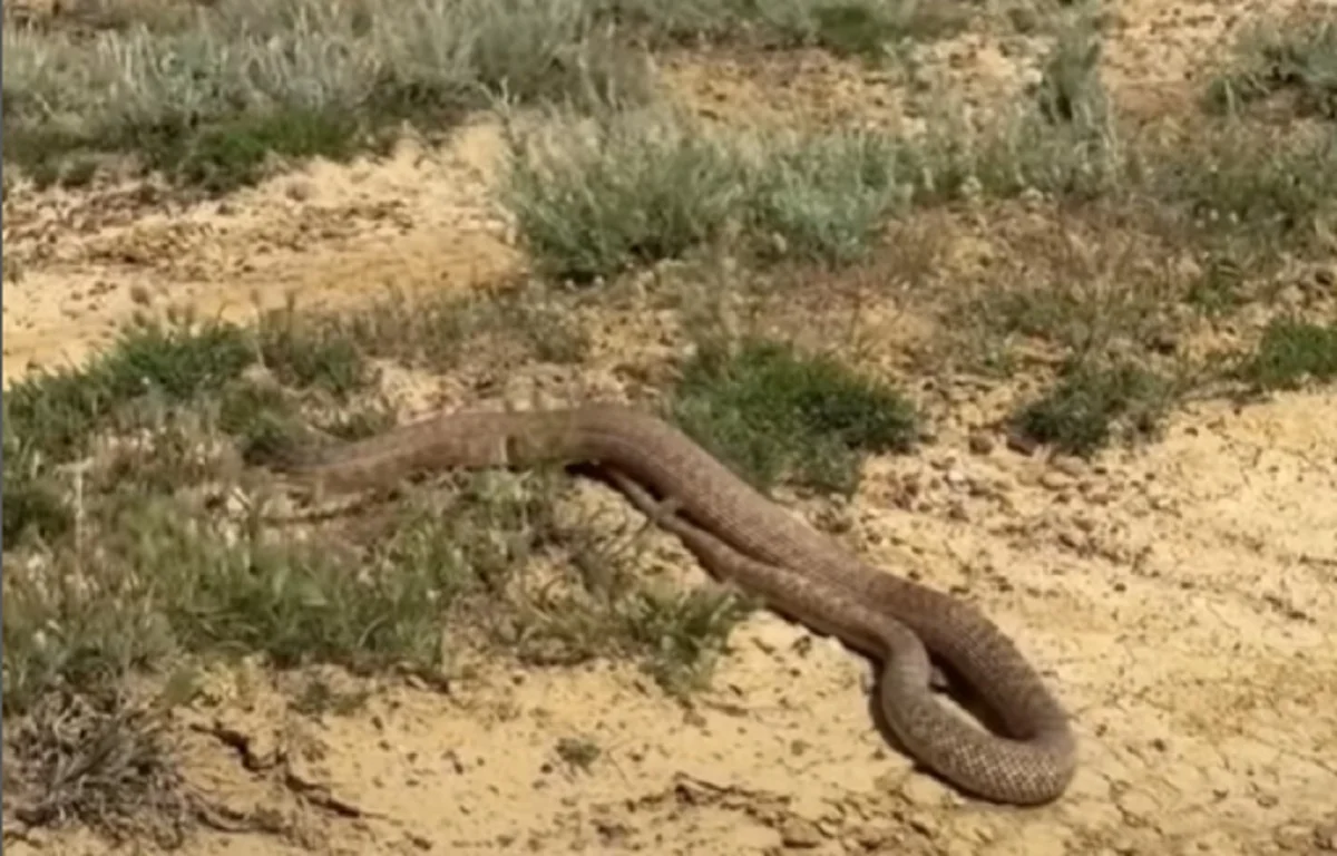 кадр из видео instagram.com/112_aktau