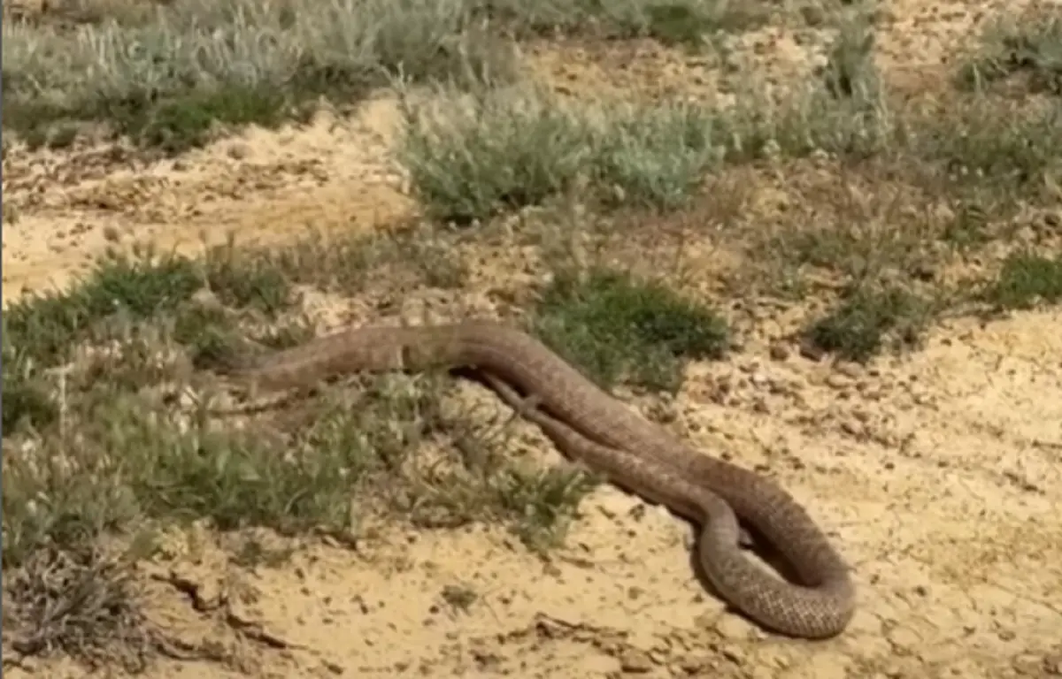 кадр из видео instagram.com/112_aktau