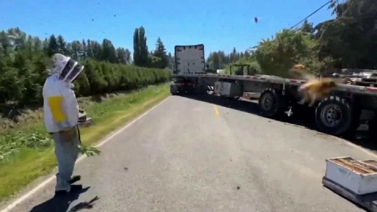 Видеодан кадр