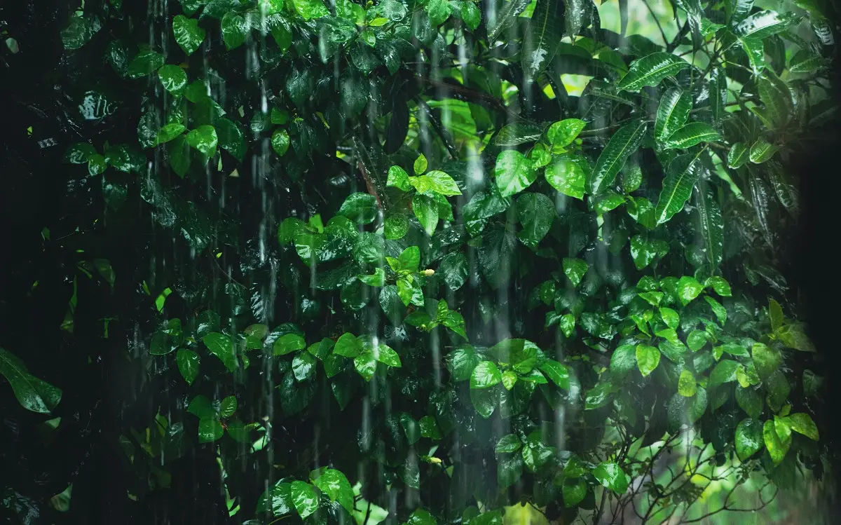 Photo by Anik Deb Nath on Unsplash