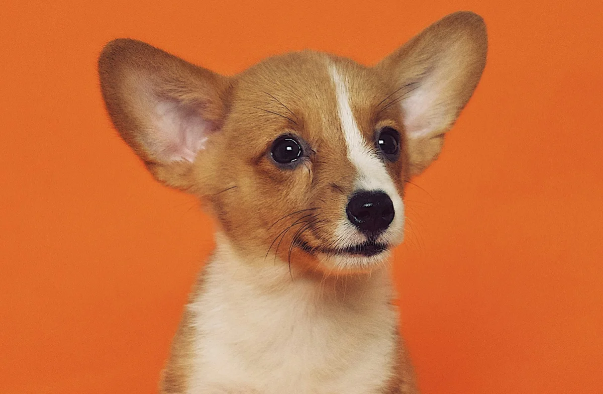 Photo by Alvan Nee on Unsplash