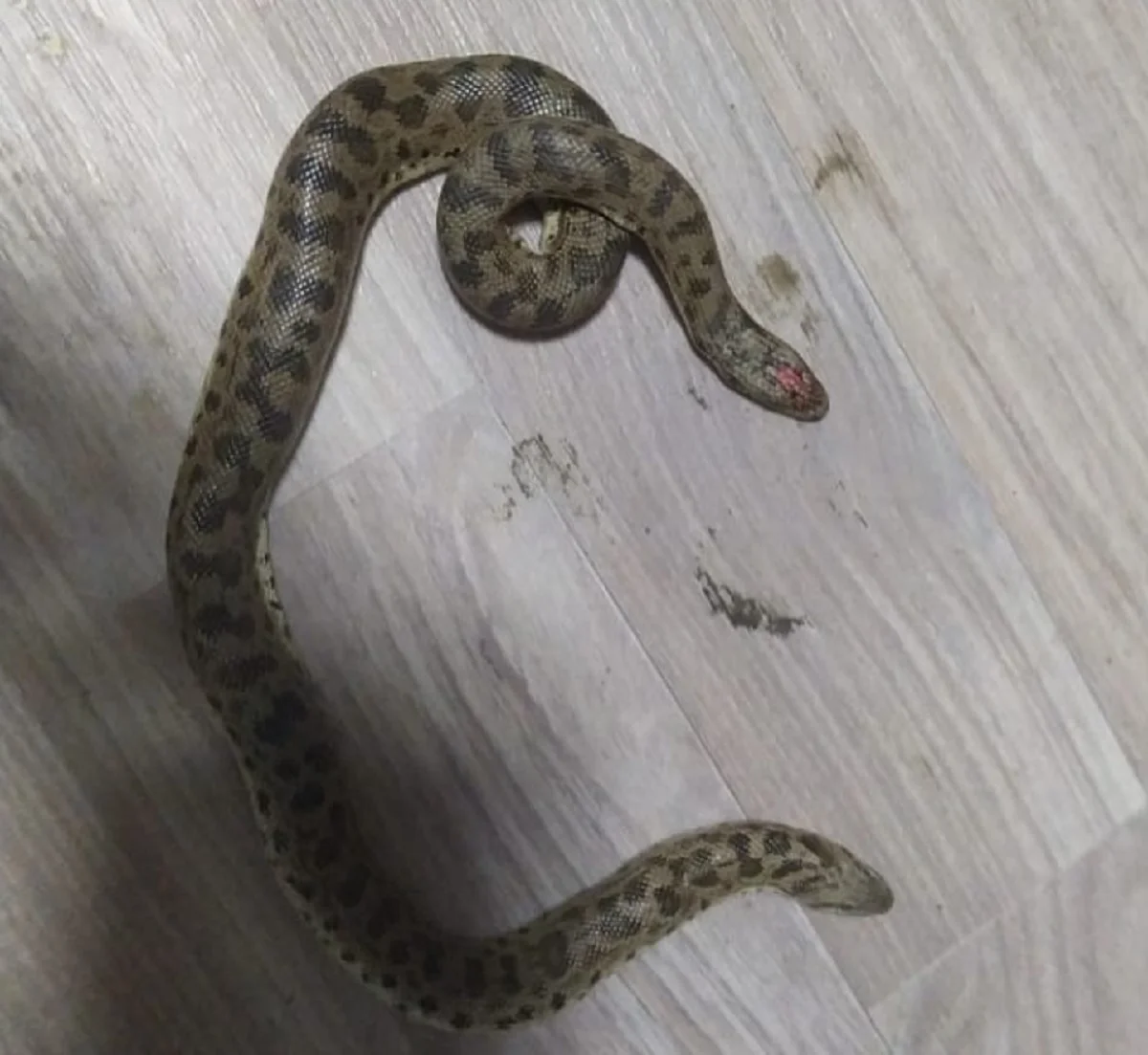 әлеуметтік желіден алынды