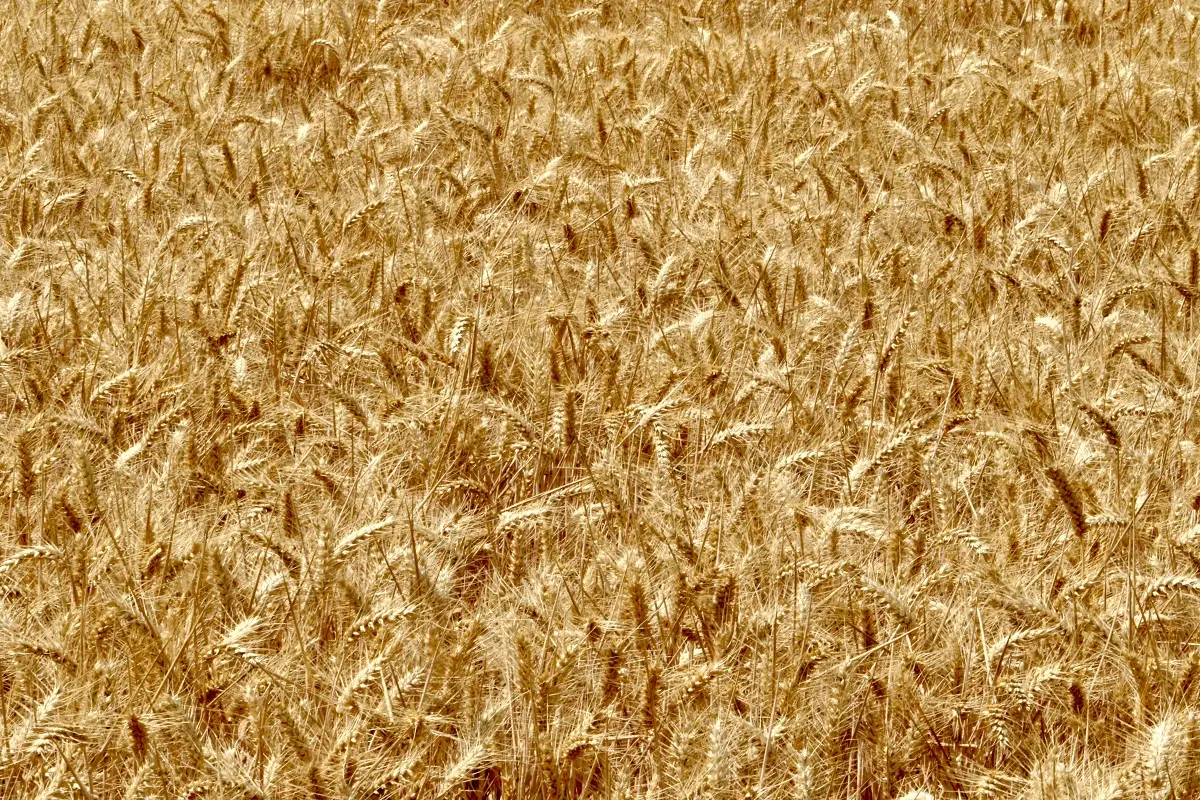 James Wainscoat/unsplash.com/