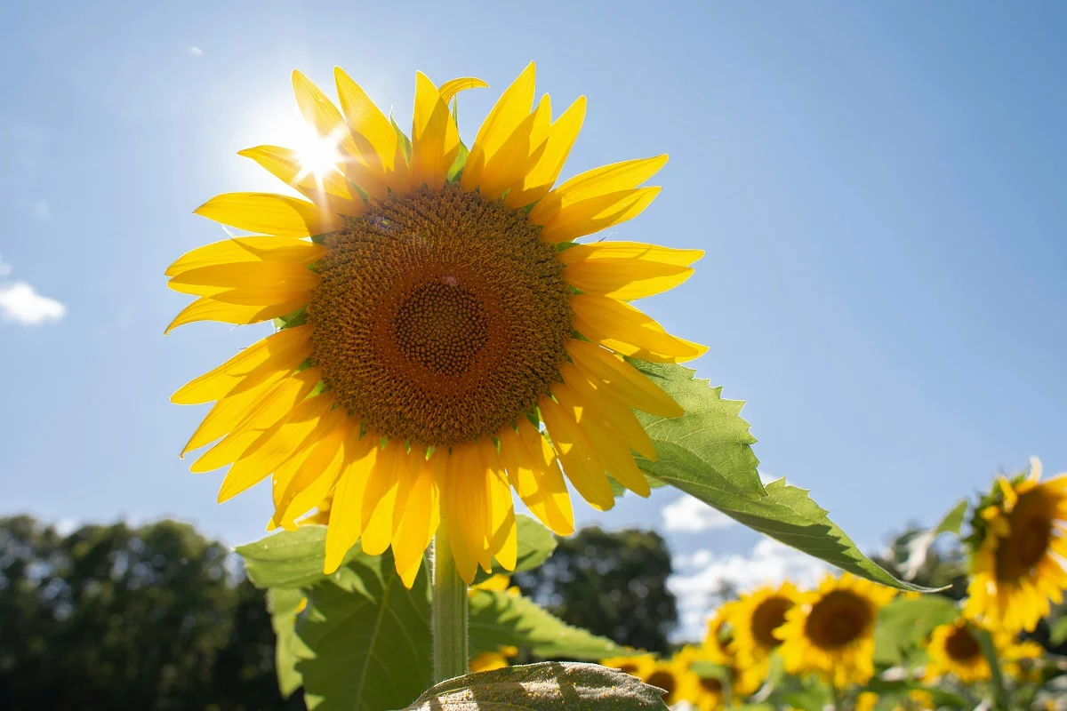 Courtney Cook/unsplash.com/