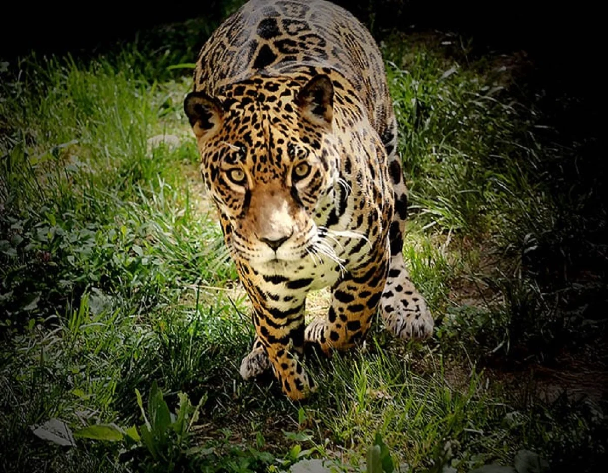 пресс-служба Алматинского зоопарка