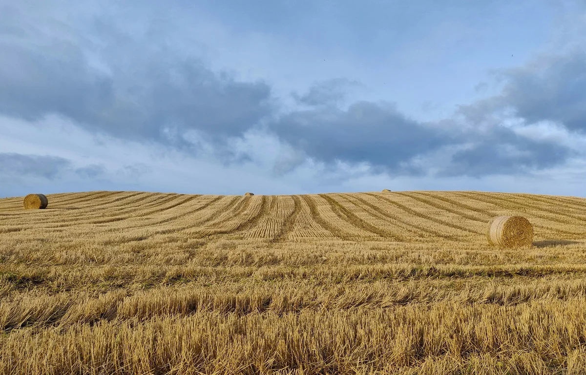 Photo by Léon McGregor on Unsplash