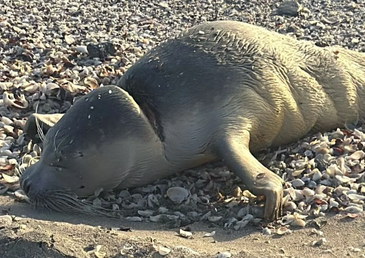 Кадр из видео
