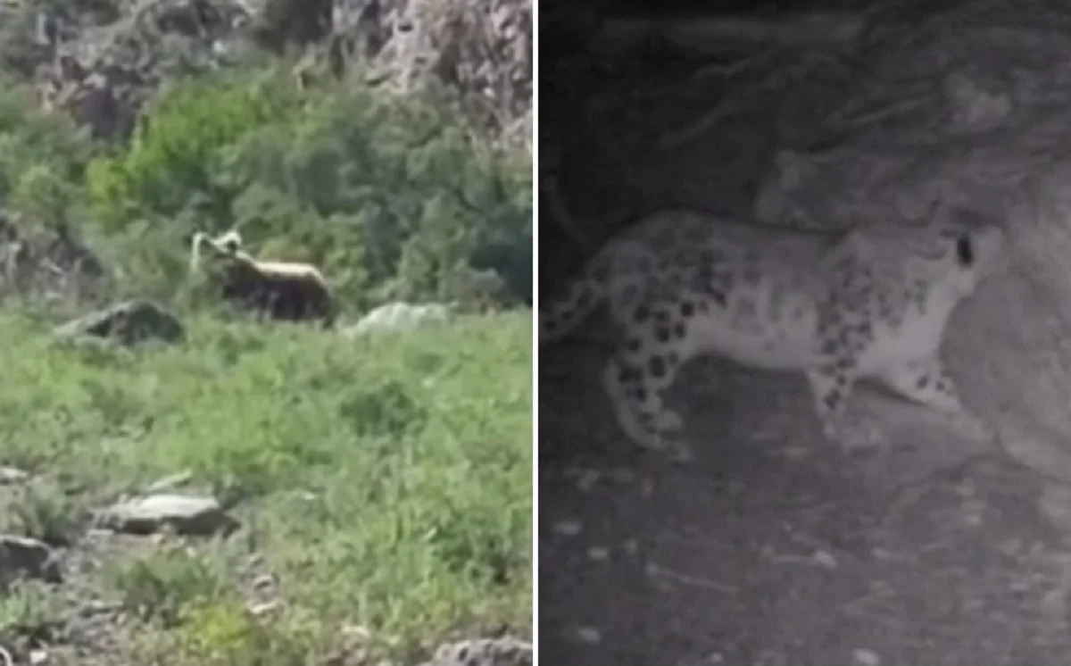 Видеодан кадр