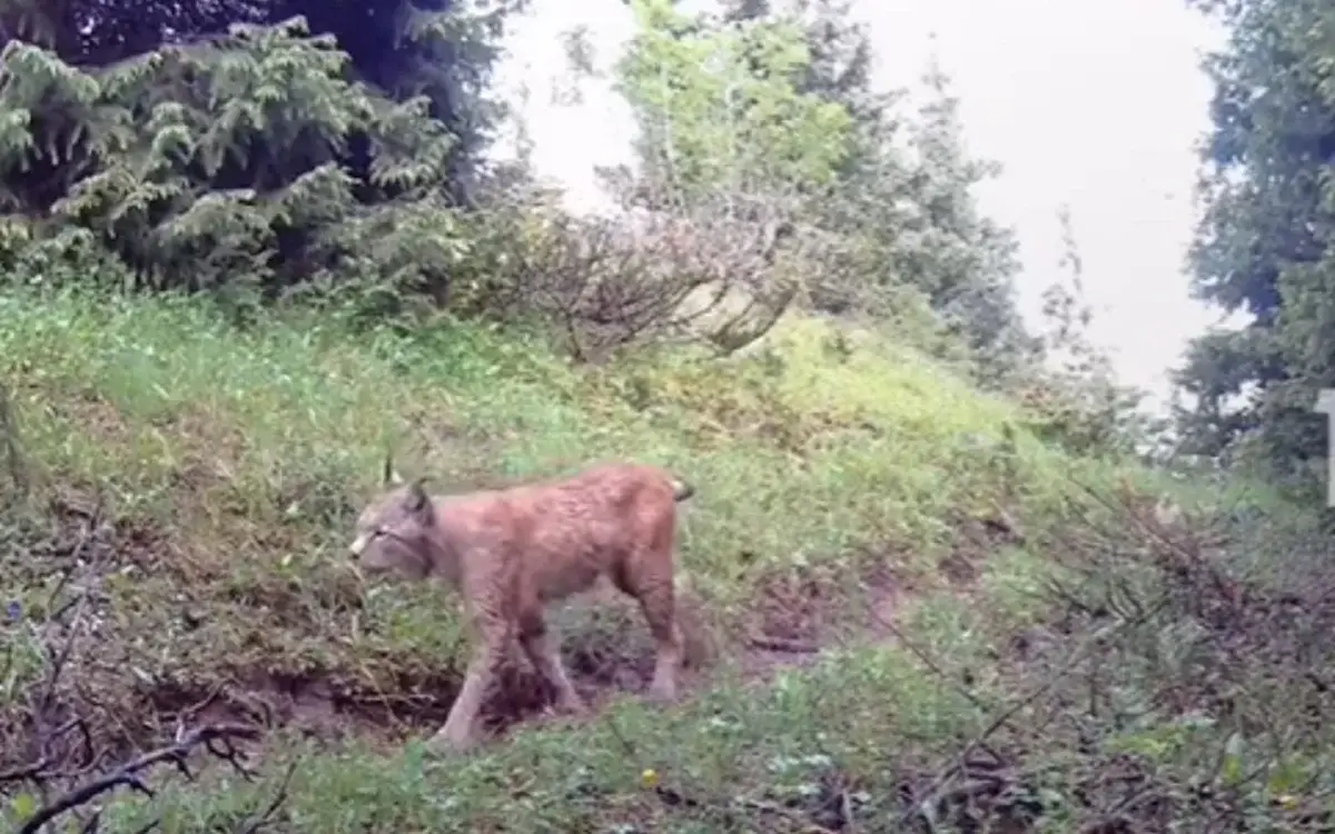 стоп кадр
