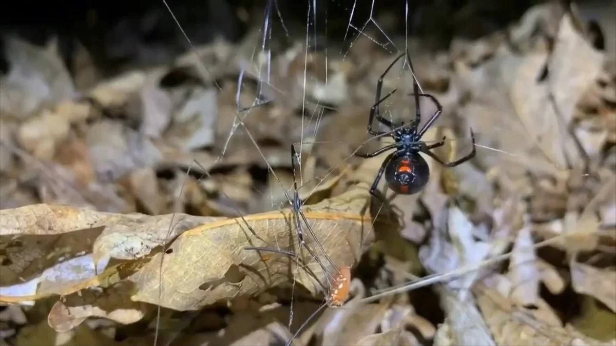 из архива Almaty.tv