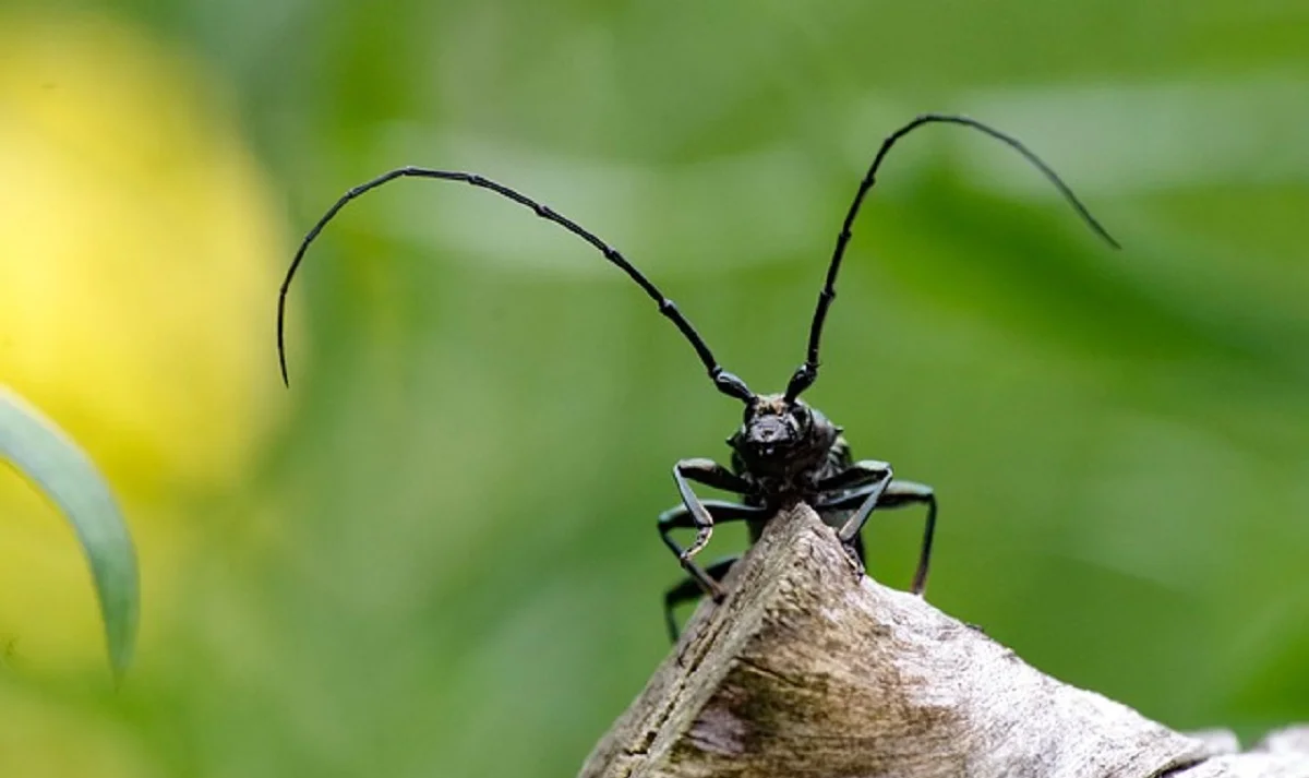 әлеуметтік желіден алынды