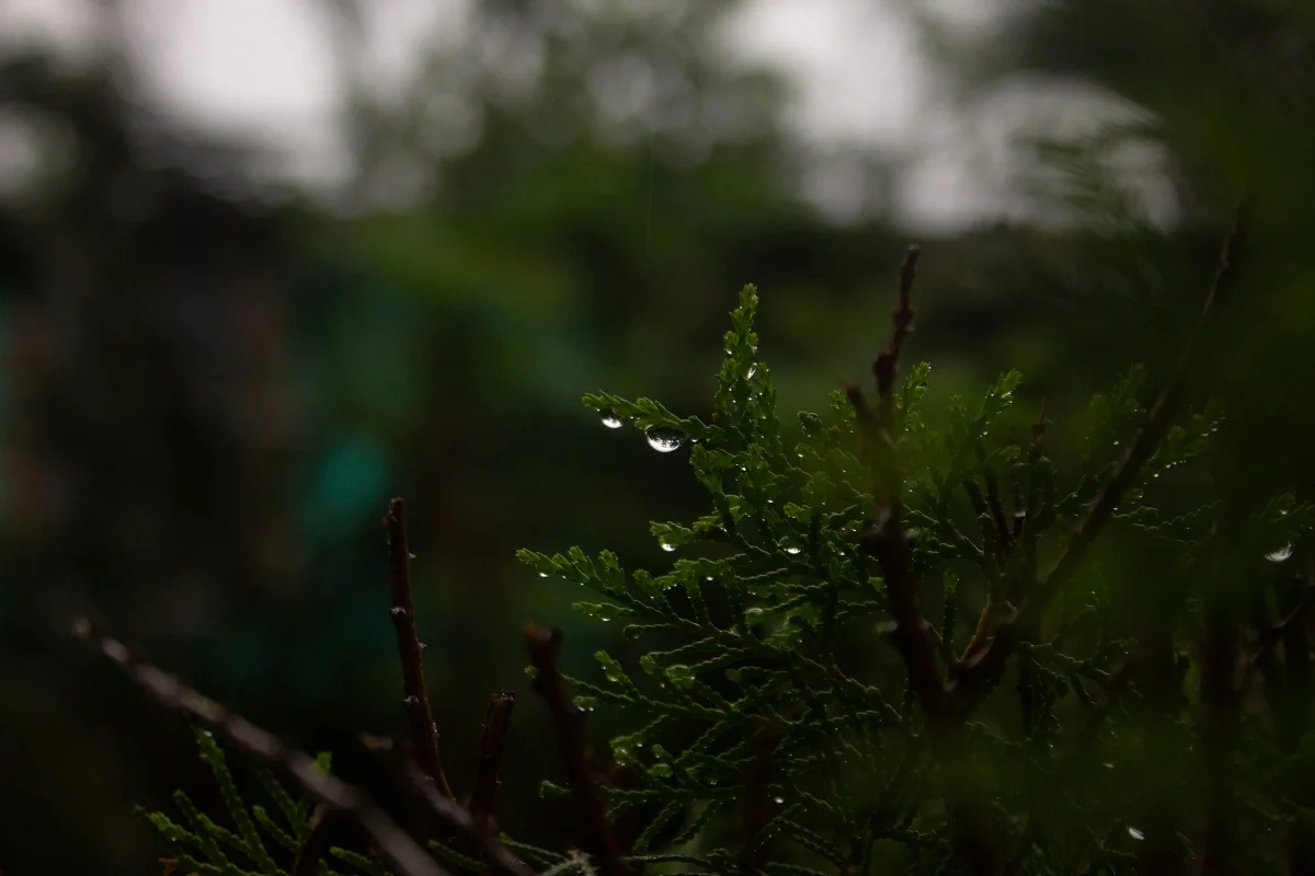 Luis Quijada/ unsplash.com/