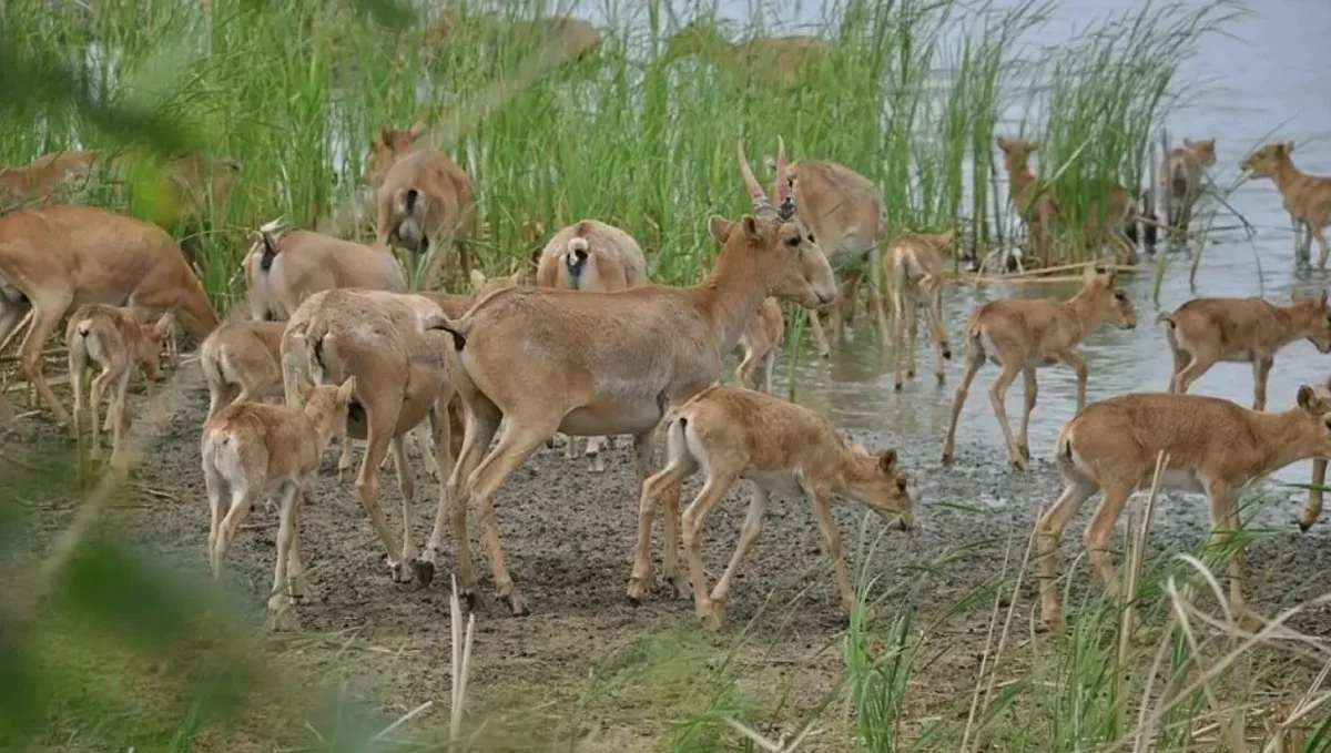 Almaty.tv (мұрағат)