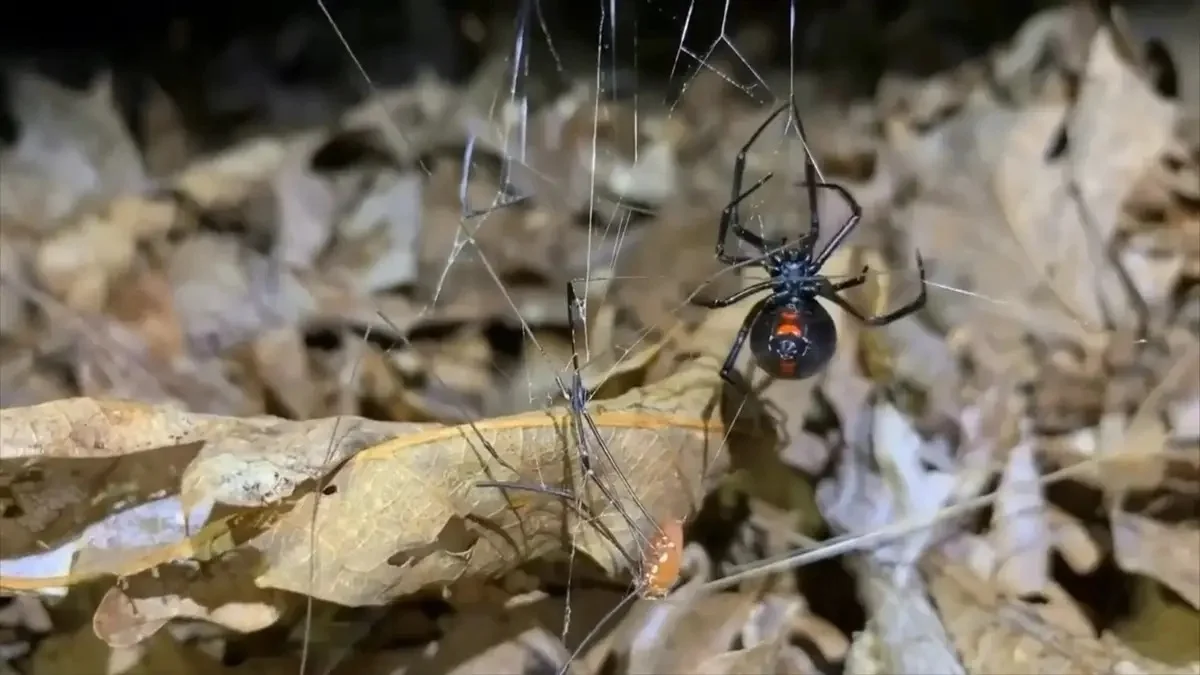 из архива Almaty.tv